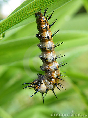 caterpillar